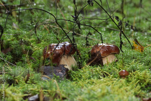 Two white porcini mushrooms in green moss after the rain.