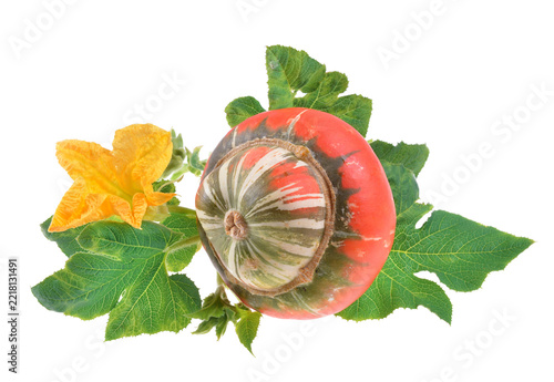 Decorative gourds and squash arranged with leaves on isolated white background