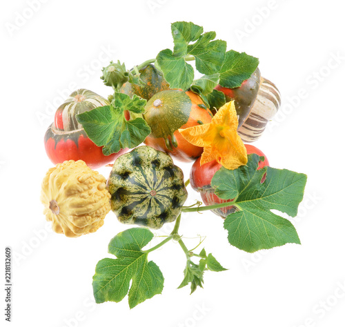 Variety of decorative gourds and squash arranged with leaves on isolated white background