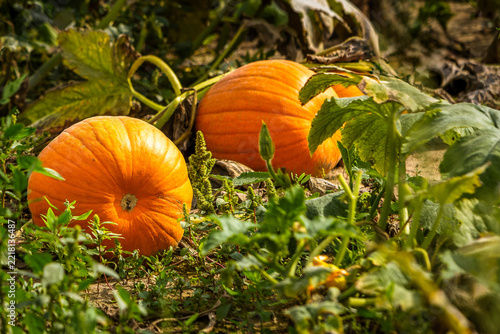 Large orange pumpkins growing on the vine in an outdoor field, Hamilton, Ontario, Canada