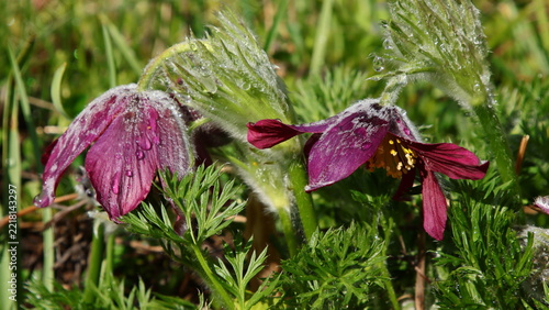 Küchenschelle, Blüten nach unten geneigt mit Regentropfen