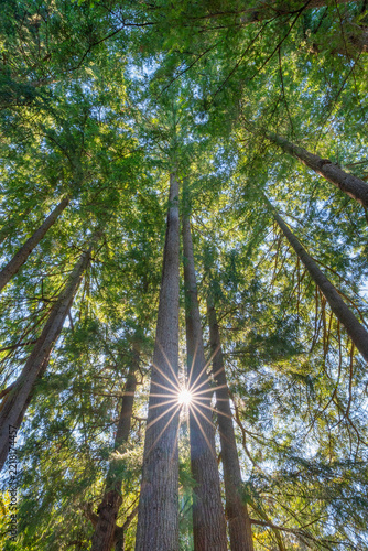 Pine Trees