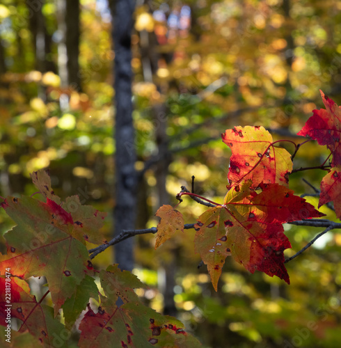 Autumn  background of sunlit red maple leaves in a forest in Muskoka Ontario