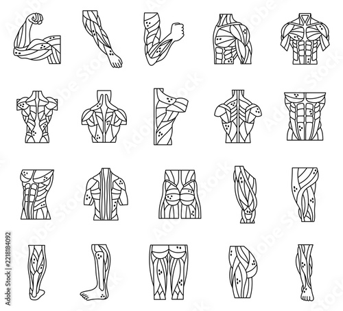 Body anatomy muscle set featuring biceps triceps brachioradialis deltoid pectoralis latissimus trapezius teres rhomboid abdominis oblique erector gluteus quadriceps hamstring
