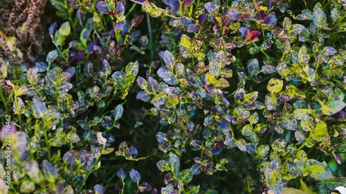 Detailed view of fresh green and yellow bilberry shrubs covered with raindrops or water droplets on a mountain slope in autumn or summer. 