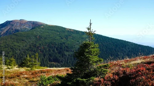 Scenic wide shot of a single young evergreen fir tree surrounded by colorful red and yellow autumn bushes on a hillside of the Babia Gora mountain range. 