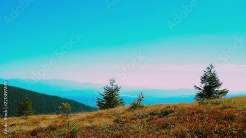 Scenic wide shot of a single young evergreen fir tree surrounded by colorful red and yellow autumn bushes on a hillside of the Babia Gora mountain range. 
