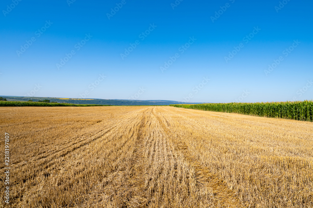 Fototapeta premium Background landscape of farm field harvested wheat