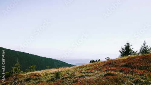 Scenic wide shot of a single young evergreen fir tree surrounded by colorful red and yellow autumn bushes on a hillside of the Babia Gora mountain range. 