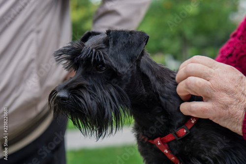 Fotografie black miniature schnauzer in the park