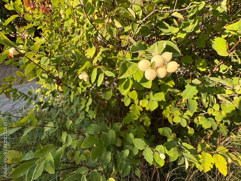 Fototapeta premium Close-up view of Symphoricarpos albus (common snowberry). Clusters of white berries and lush green leaves on branches of snowberry shrub (Symphoricarpos albus), natural autumn fruit background.
