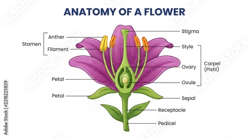 Anatomy of a flower educational diagram, detailed botanical floral cross section, labeled plant biology structure diagram for science education