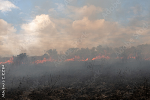The aftermath of a controlled burn or prescribed fire in dry natural bushveld for conservation management, South Africa