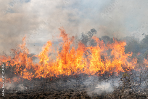 A controlled burn or prescribed fire in dry natural bushveld for conservation management, South Africa