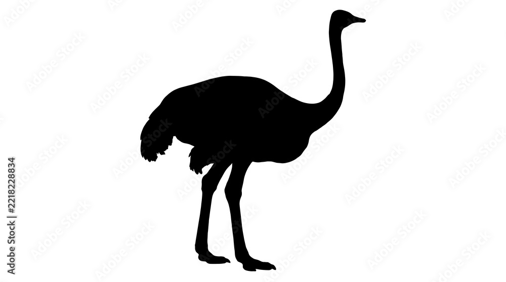 Fototapeta premium ostrich isolated on white background