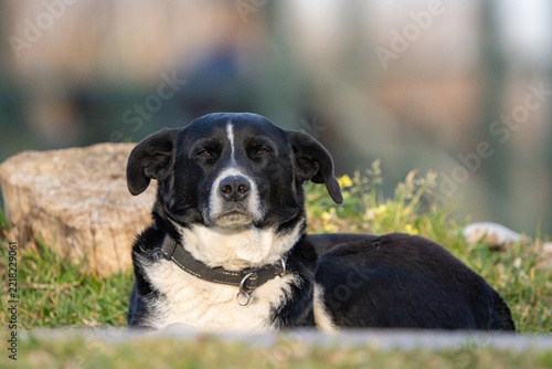 Black and white mixed breed dog resting on green grass outdoors