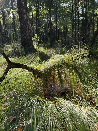 tree in the forest