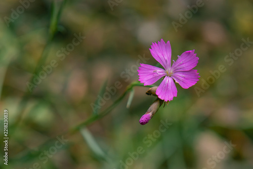 Pink maiden pink flower blooming in nature close up