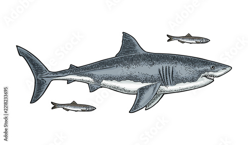 Great white shark swimming with small fish hand drawn vintage engraving style isolated on white background. Color vector clip art of dangerous sea predator.