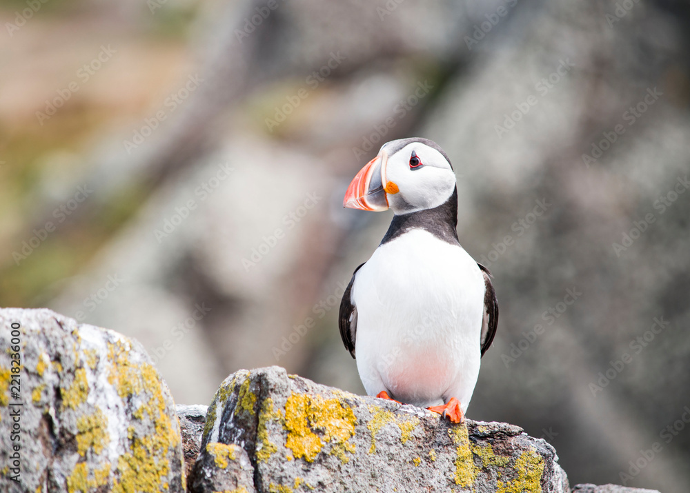Fototapeta premium Puffin