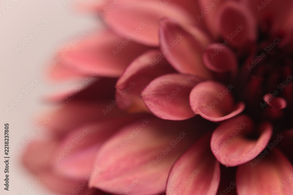 Fototapeta premium Smoke close-up selective soft focus cream beige red, pink Dahlia Flower Petals. Natural art blur neutral fog background.