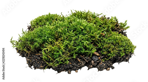 Cluster of vibrant green moss and dark soil for natural ground cover and terrariums