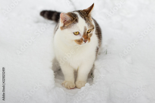 White and gray cat with ginger markings on its face and yellow eyes sitting on white snow on a winter day and looking aside