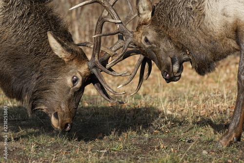 Bull Elk Sparring