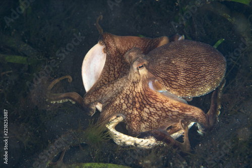 A Coconut octopus, Amphioctopus marginatus, crawls across the seafloor of Lembeh Strait, Indonesia. This is one of the few invertebrates known to use tools, collecting shells as protective armor.