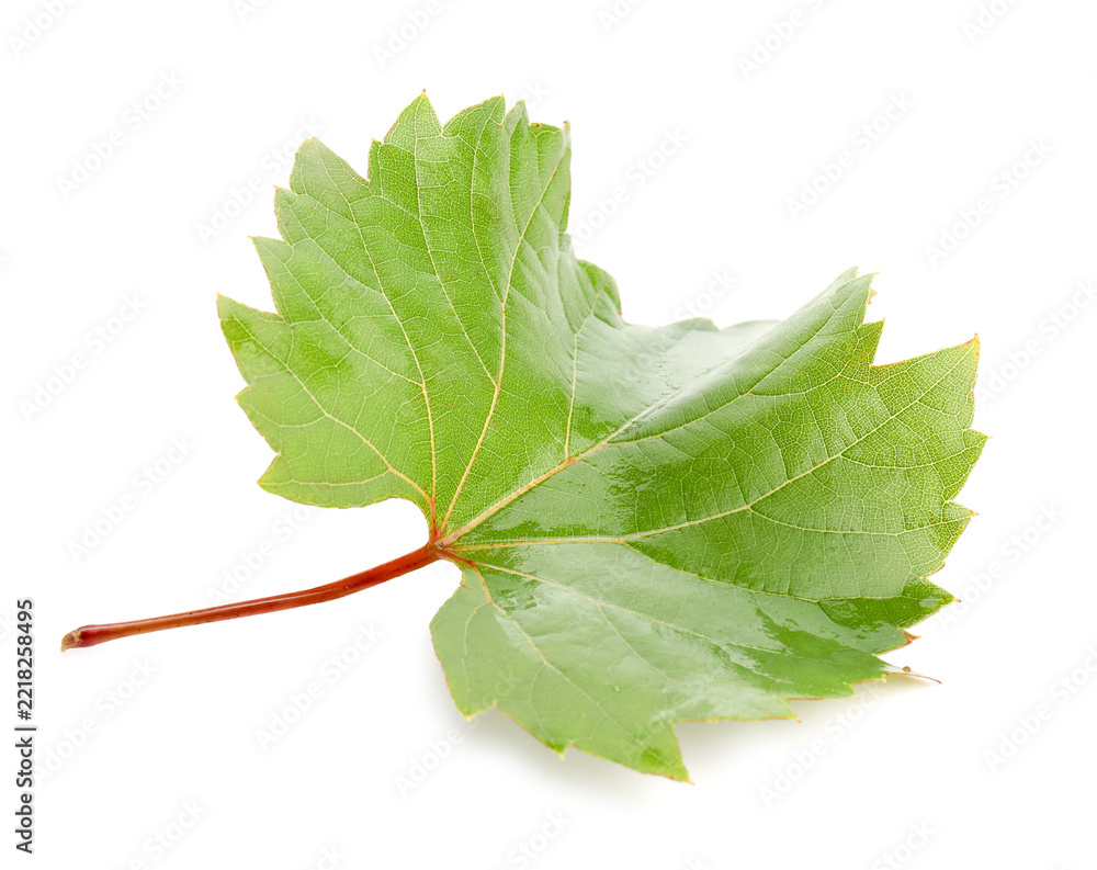 Fototapeta premium Fresh green grape leaf isolated on white