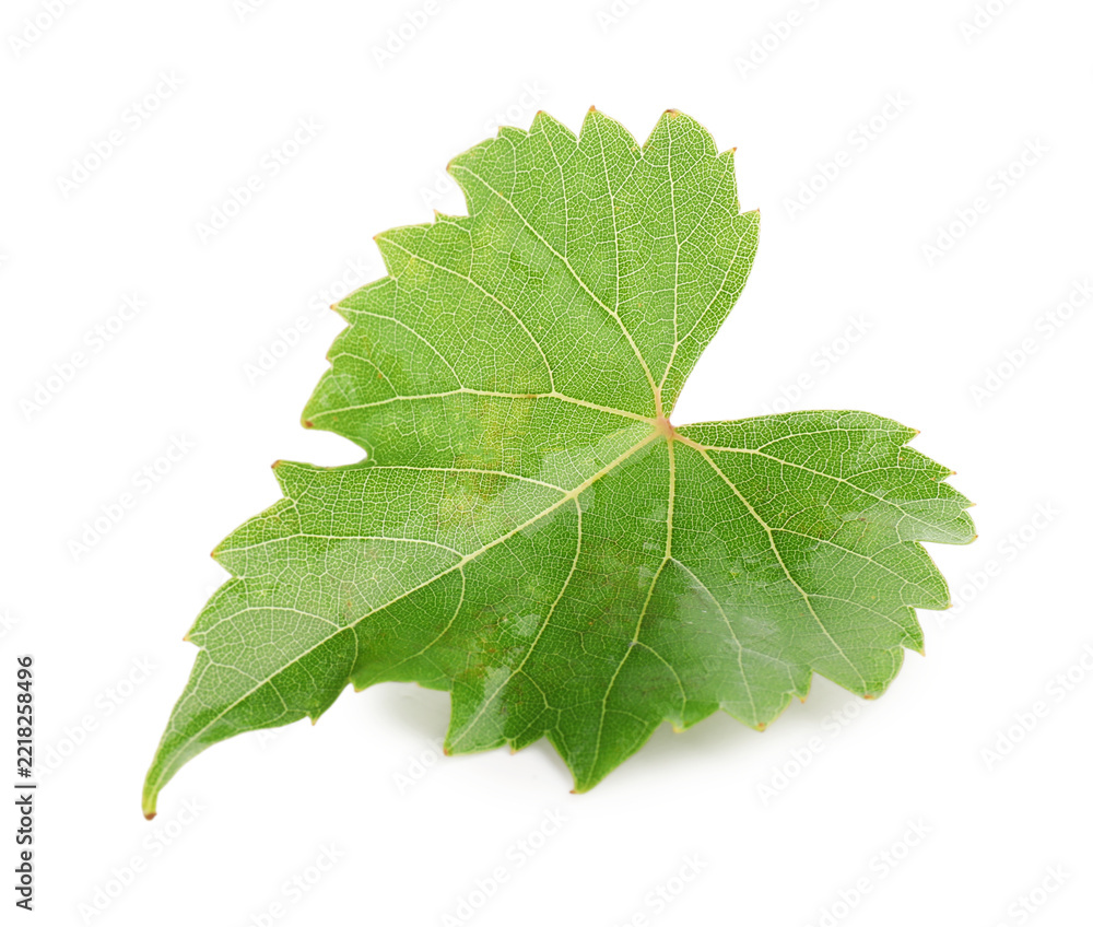 Fototapeta premium Fresh green grape leaf isolated on white