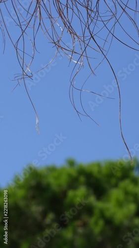 Thin Tree Branches Against Clear Blue Sky with Blurred Green Foliage