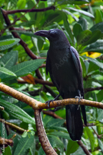 a flock of  Large-billed Crow (Corvus macrorhynchos) found in Lumphini Park, Bangkok, with natural background