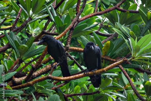 a flock of  Large-billed Crow (Corvus macrorhynchos) found in Lumphini Park, Bangkok, with natural background