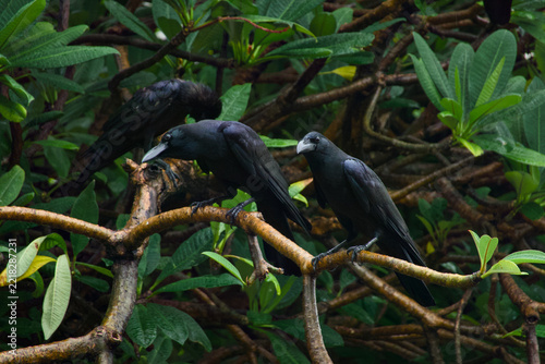 a flock of  Large-billed Crow (Corvus macrorhynchos) found in Lumphini Park, Bangkok, with natural background