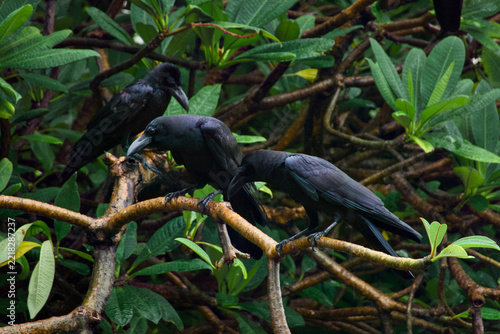 a flock of  Large-billed Crow (Corvus macrorhynchos) found in Lumphini Park, Bangkok, with natural background