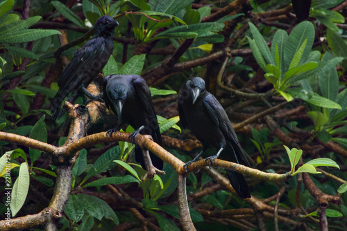 a flock of  Large-billed Crow (Corvus macrorhynchos) found in Lumphini Park, Bangkok, with natural background
