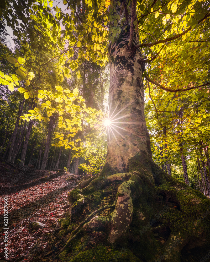 Naklejka premium Beech Tree with Sunburst in Monte Amiata Forest Tuscany
