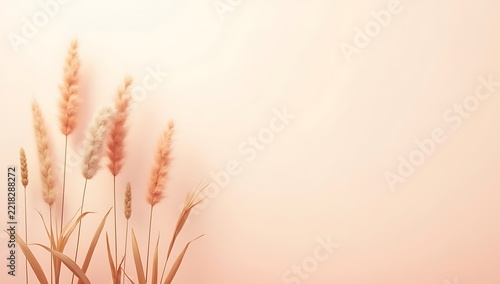 Soft pampas grass stems on a light pastel pink background with copy space for text