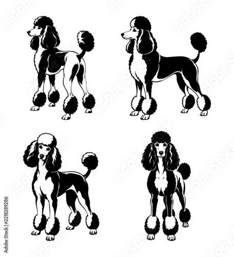 Standard Poodle Dog in Different Poses and Views Black Vector Set