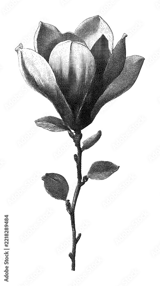 Fototapeta premium PNG Vintage black and white magnolia flower illustration on white