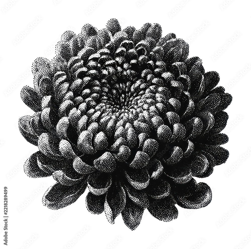 Naklejka premium PNG Intricate black and white chrysanthemum illustration