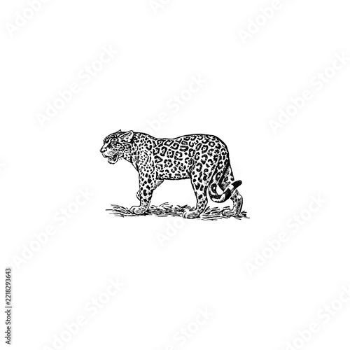 Vibrant Leopard Walking Wildlife Animal Vintage Line Art Illustration SVG Design