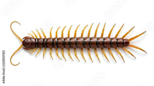 Reddish brown glossy centipede long segmented body many yellow orange legs black curved antennae, crawling straight on clean white minimalist floor top view sharp detail soft shadow