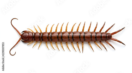 Reddish brown glossy centipede long segmented body many yellow orange legs black curved antennae, crawling straight on clean white minimalist floor top view sharp detail soft shadow