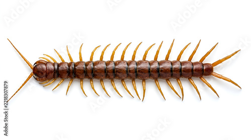 Reddish brown glossy centipede long segmented body many yellow orange legs black curved antennae, crawling straight on clean white minimalist floor top view sharp detail soft shadow