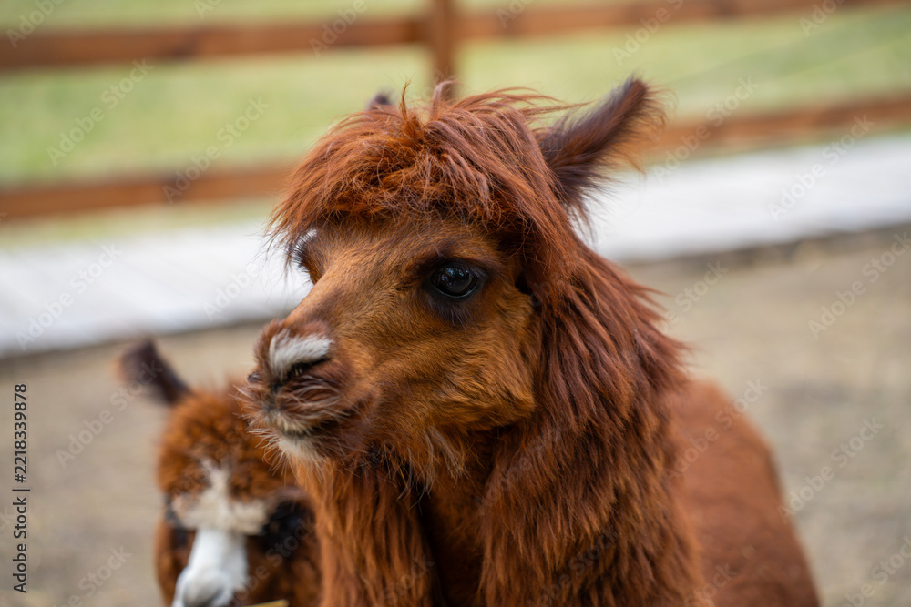 Fototapeta premium A brown alpaca with a shaggy coat fills the foreground, while a second alpaca is partly visible behind it inside a fenced outdoor enclosure.