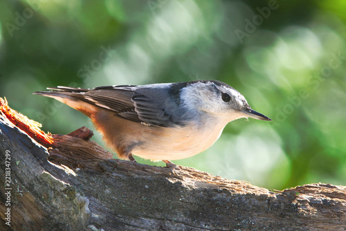 White-Breasted Nuthatch perched on a log.