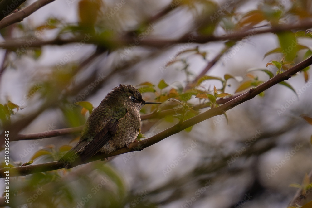 Fototapeta premium A wet hummingbird perched on a branch after the rain.