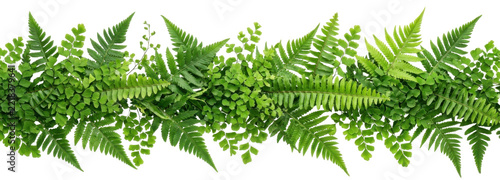 A horizontal border of lush green fern fronds against a white background.